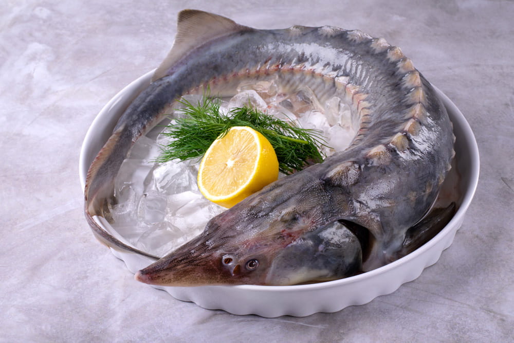 Świeży jesiotr syberyjski patroszony w całości, ok. 4,5 kg